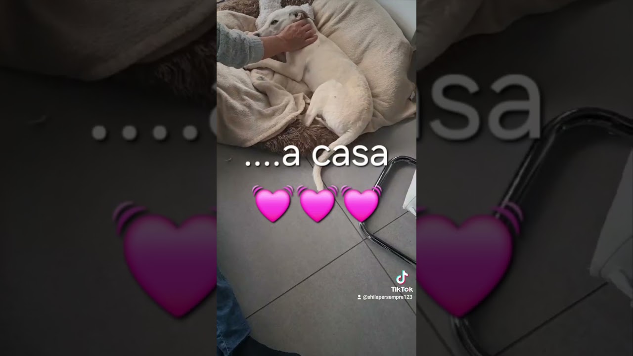 Rosmary adottata.Info adozioni:3404754484