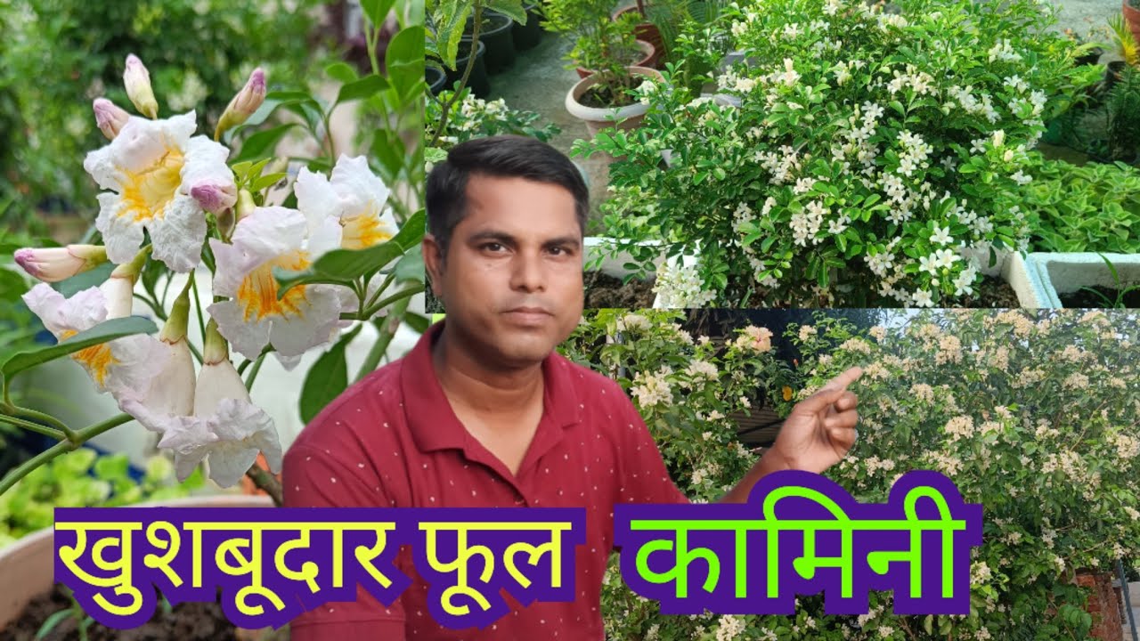 Kamini Flower Care Madhukamini or orange Jasmine Plant care Muraiya मुरैया या मधुकामिनी की देखभाल