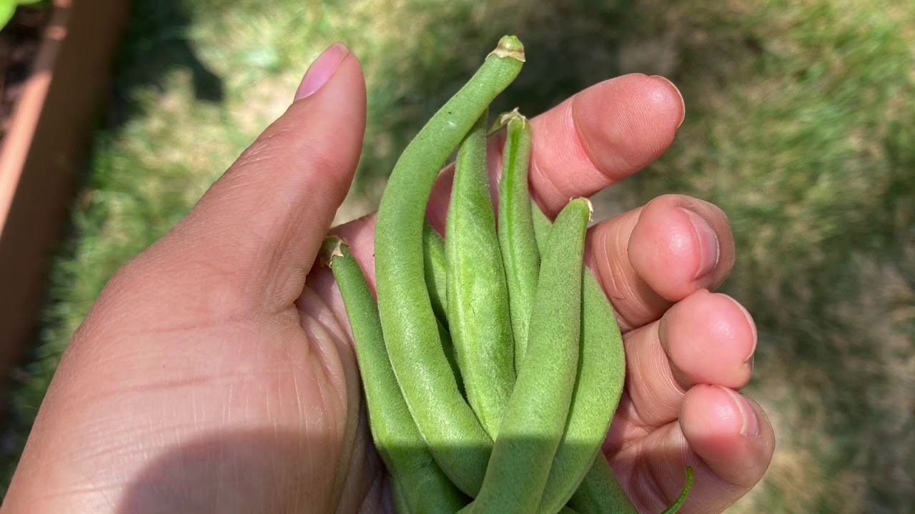 Black female resilience gardener