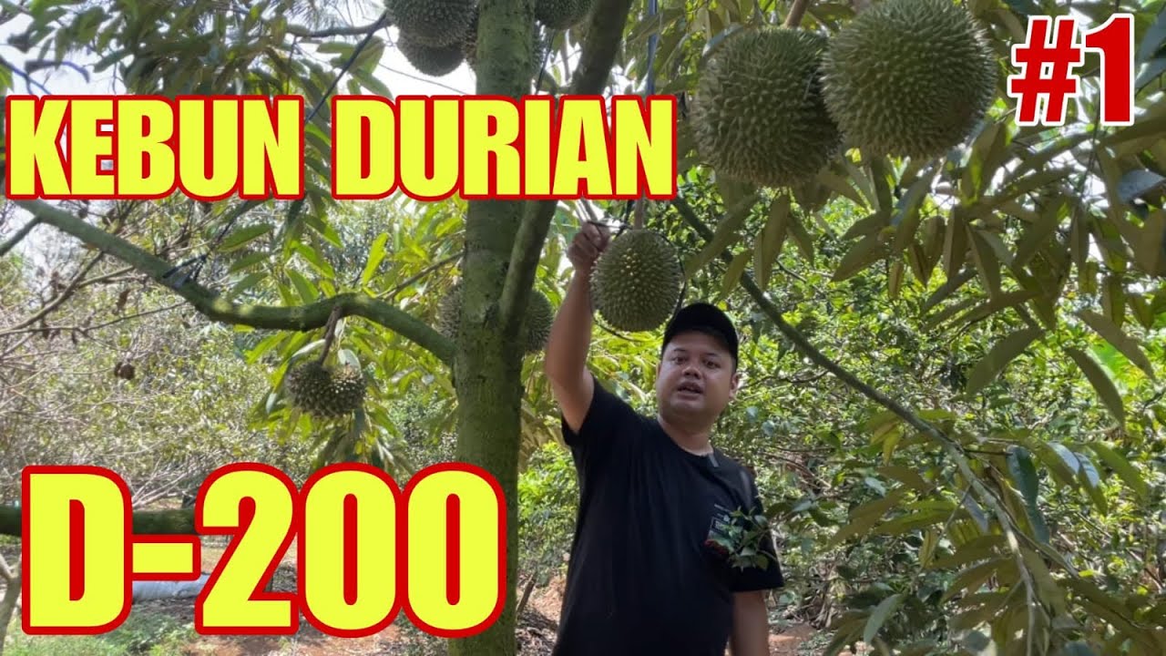 KEBUN DURIAN D-200 BLACKTORN. PART #1. OMSET MILYARAN