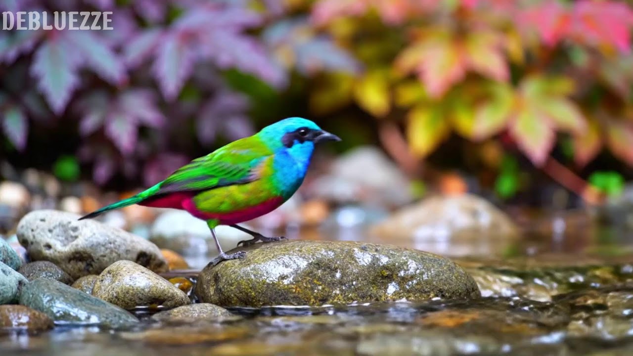 🌿 Soft Piano in Nature Gentle Healing Melodies for Deep Sleep, Calm Emotions & Inner Peace