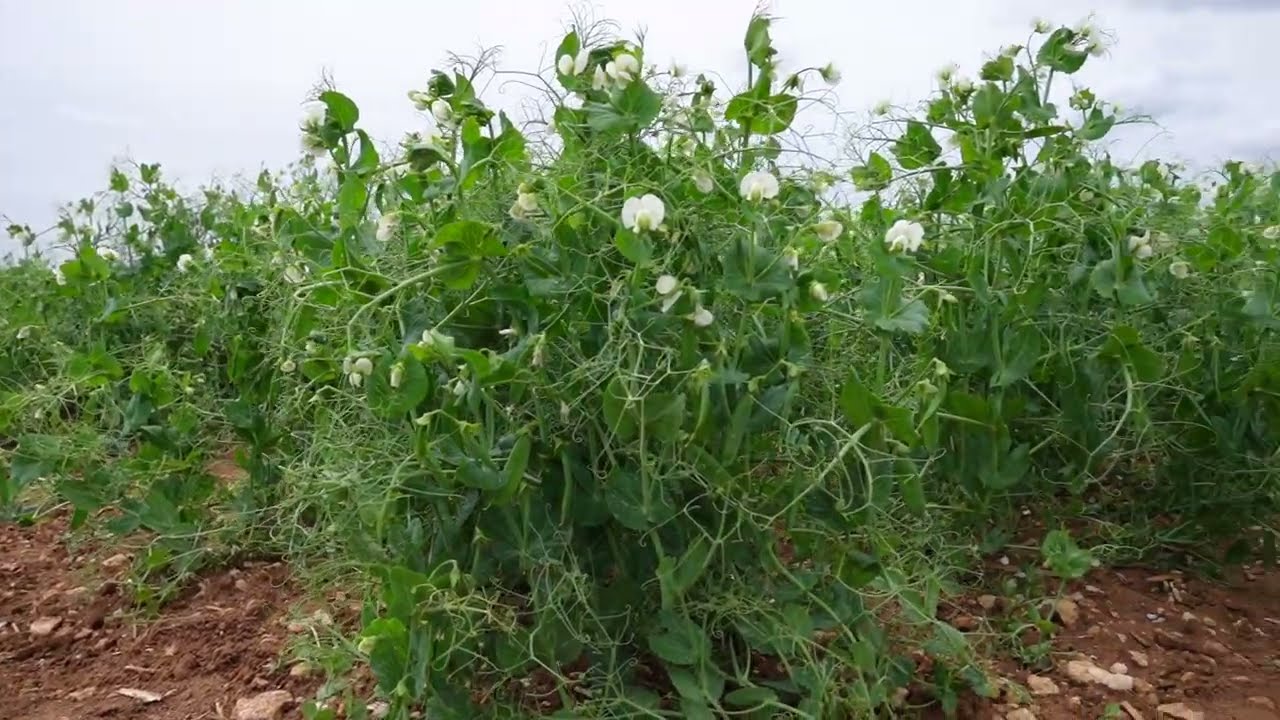 PGRO Vining Pea Open Day 2024