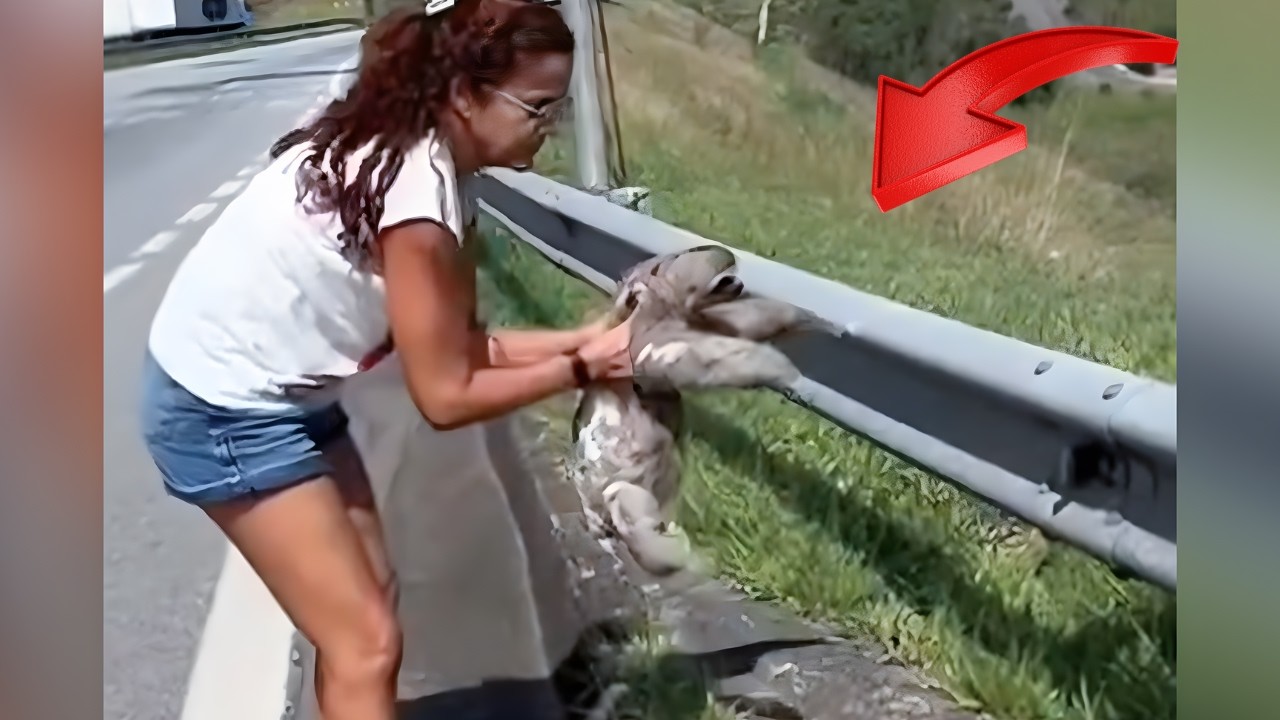 Incredible Real-Life Rescues: Heroes Saving Animals in Action
