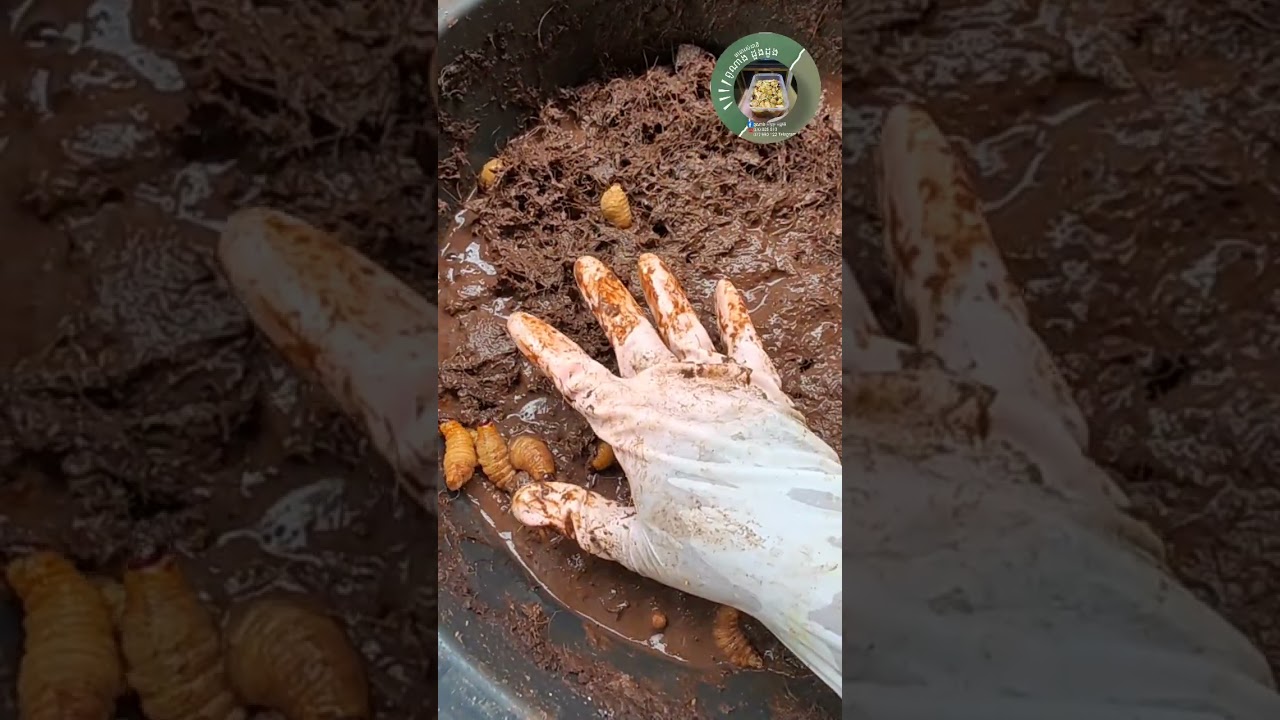 ដង្កូវដួង ពេលអស់ចំណីមានបញ្ហាអ្វីខ្លះ 070805510/077993122 Telegram 