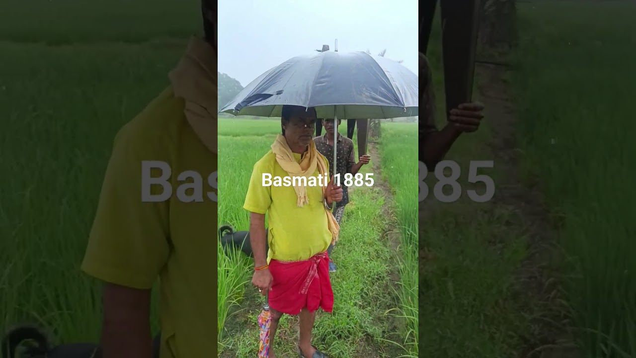 basmati dhan ll pusa 1885 ll shortsfeed ll viralshorts ll #shortsfeed