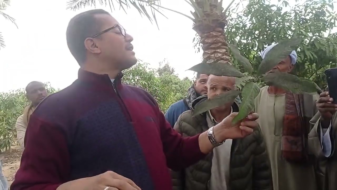 الحشرة القشرية على المانجو: الأسباب، الأعراض، والعلاج.؟د/السيد قاعود