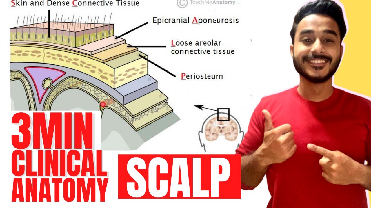 dangerous layer of scalp clinical anatomy | clinical anatomy of scalp head and neck clinical anatomy