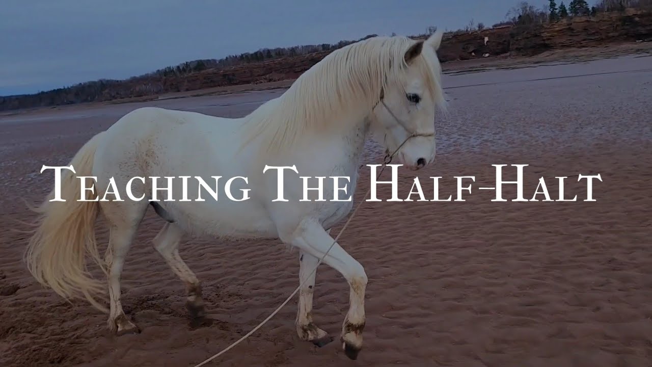 How to teach a green horse to half-halt in hand