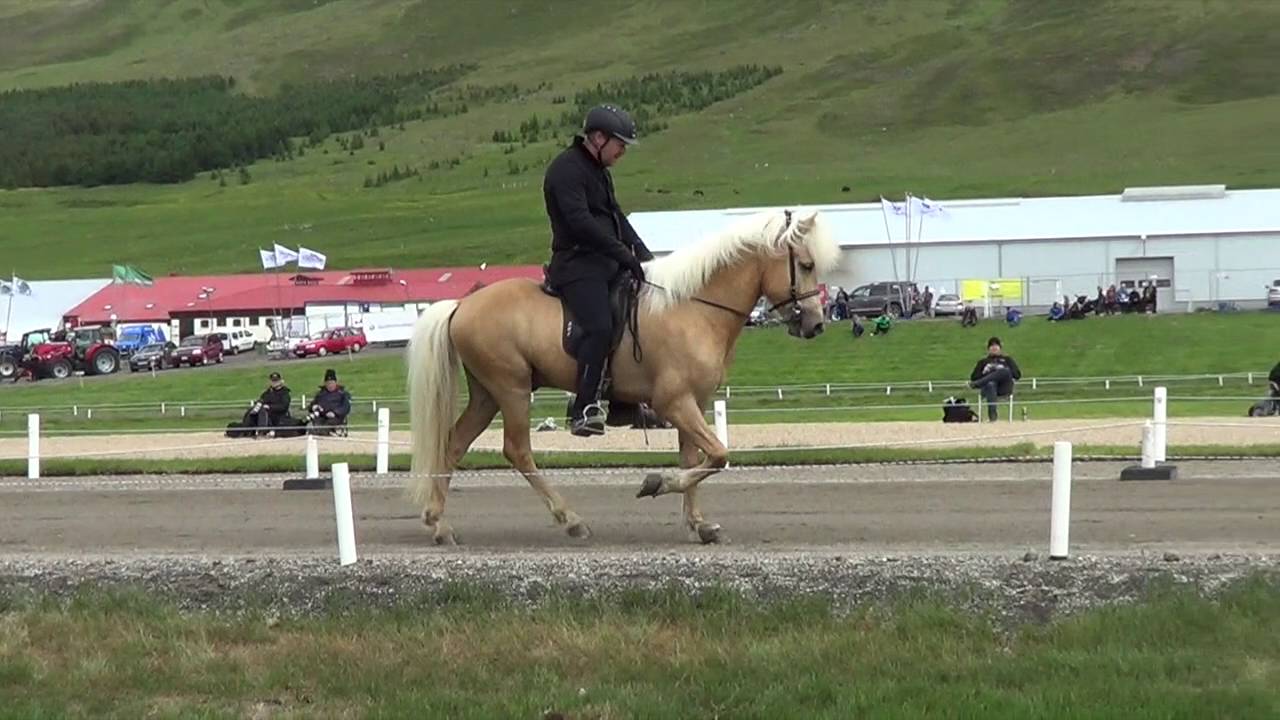 Draupnir frá Stuðlum