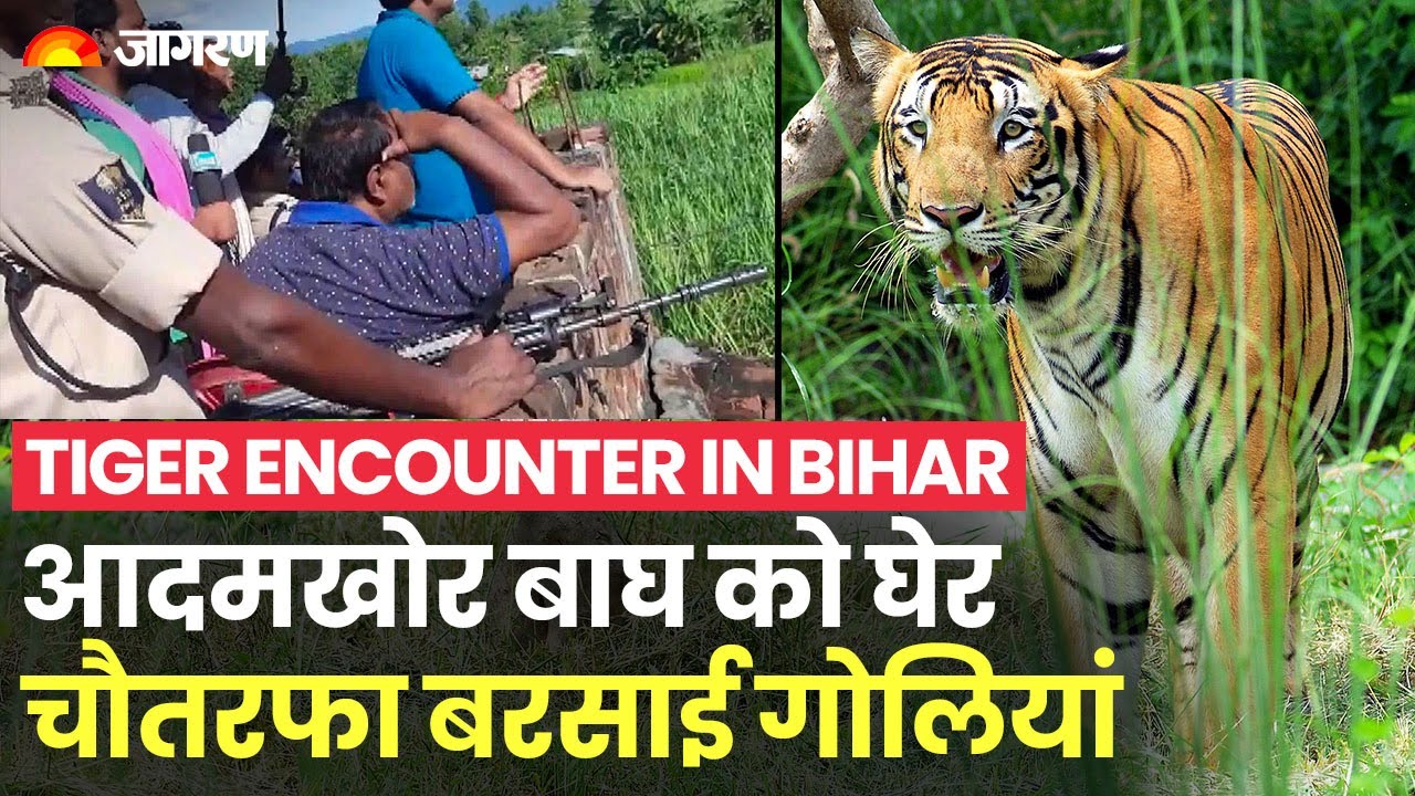 Tiger Encounter in Bihar: 6 महीने में 9 जान लेने वाले आदमखोर बाघ का हुआ अंत | Valmiki Tiger Reserve