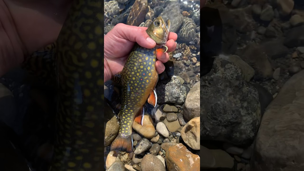 Beauty Brook trout release | Look at those colours 👀 #fishing #troutfishing #brooktrout #shorts