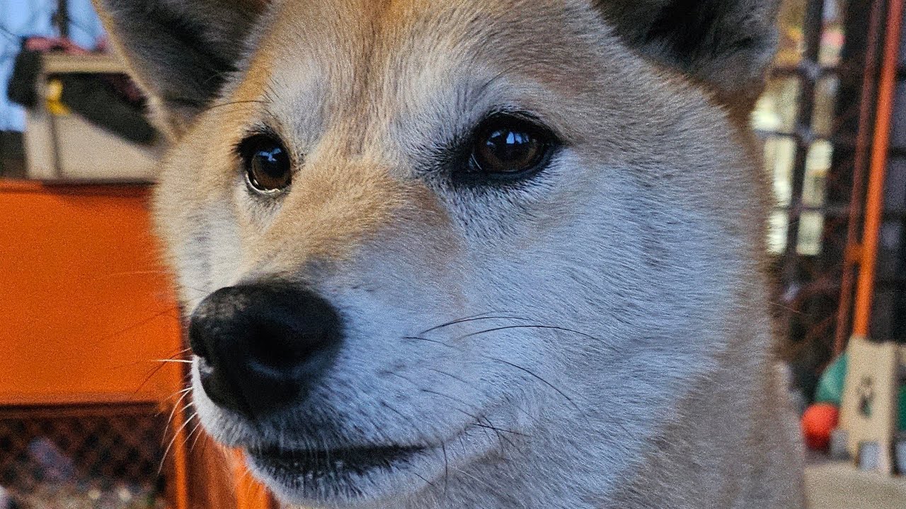 #しばいぬ サクラの昼散歩260304