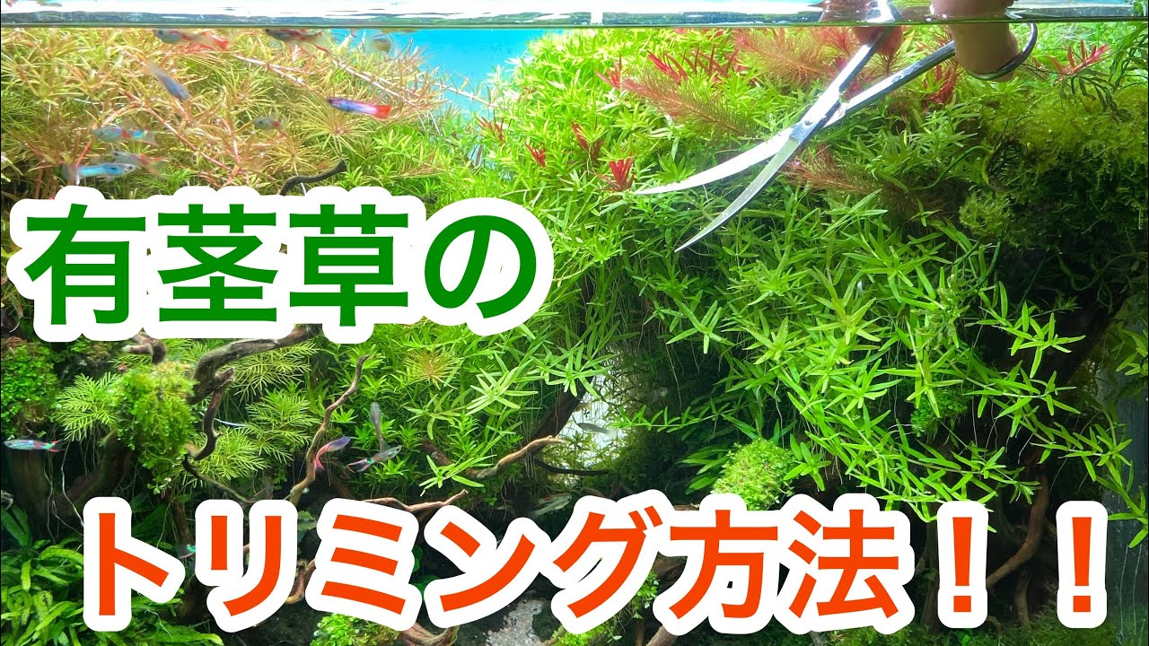アクアショップ店長が実演！ 水草のトリミング(有茎草メイン)