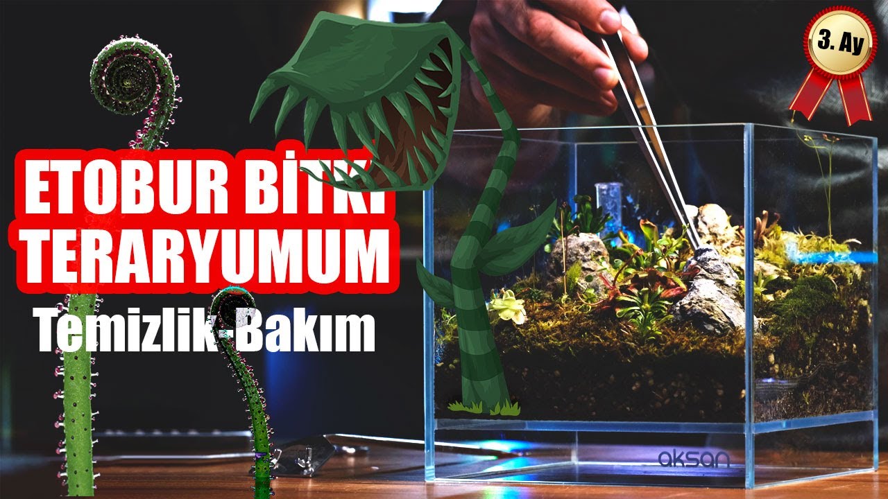 Etobur Bitki Tankı 3 Aylık Oldu - Bakım, Temizlik vs