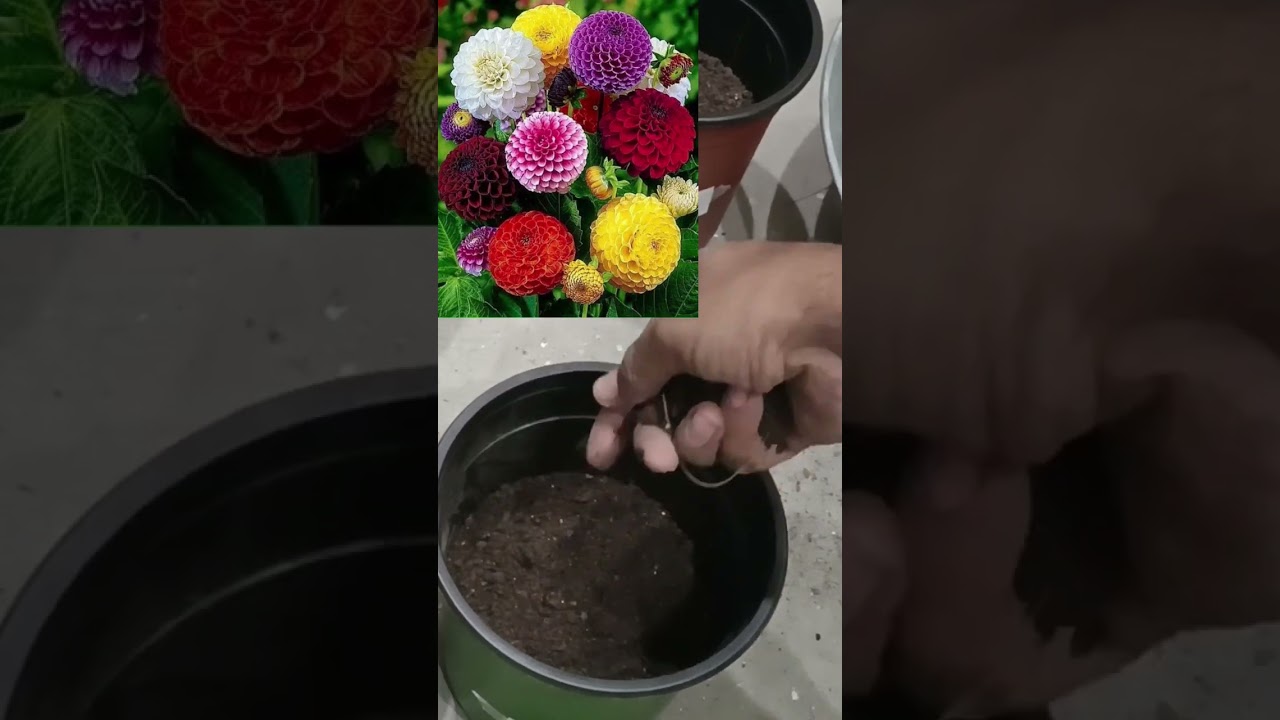 How to Grow Dahlias From Seeds | How to Grow Dahlias At Home #gardening #flowers