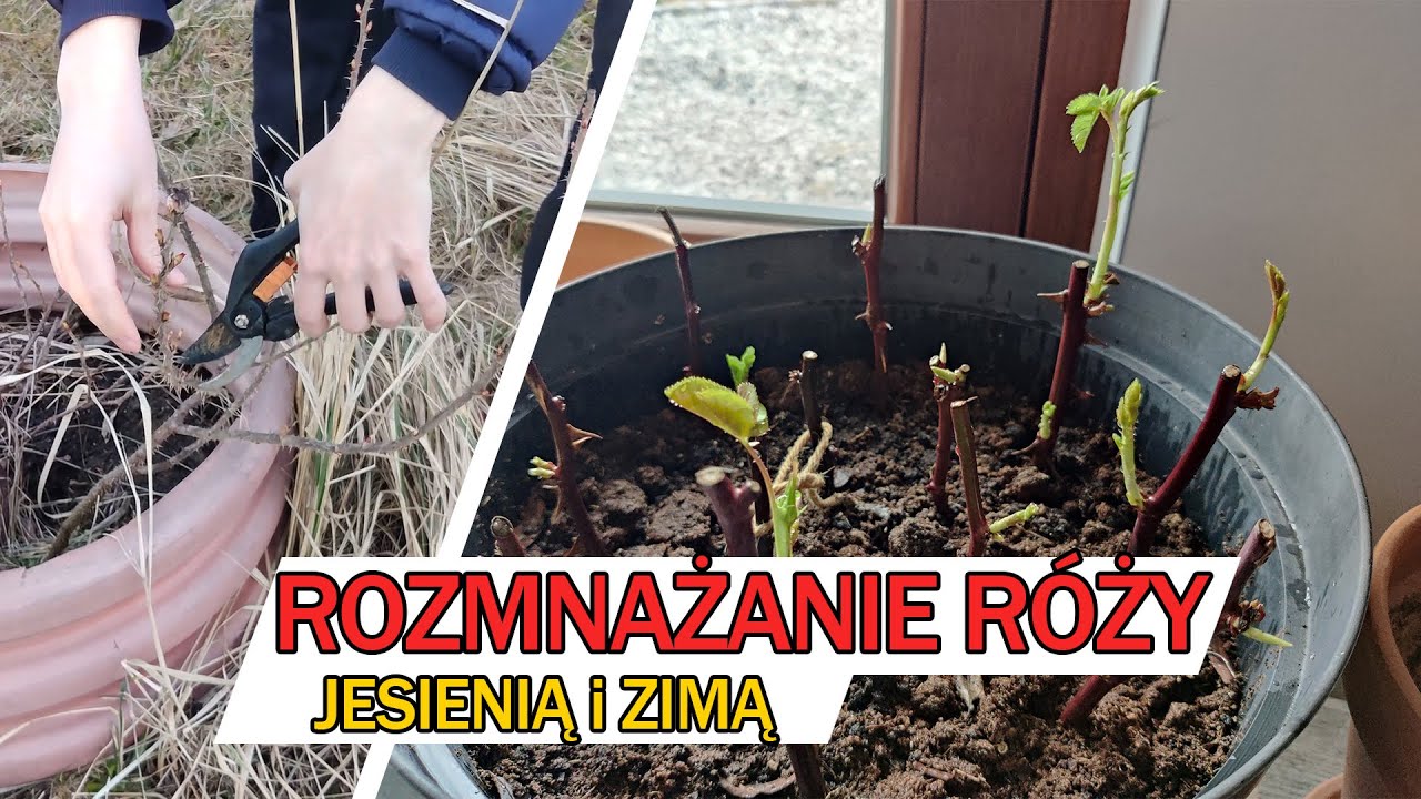 RÓŻA - jak rozmnożyć jesienią i zimą?
