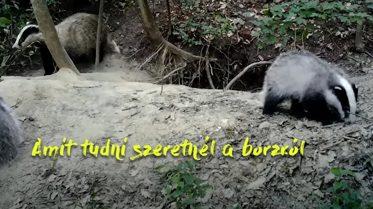 A borzok titkos élete
