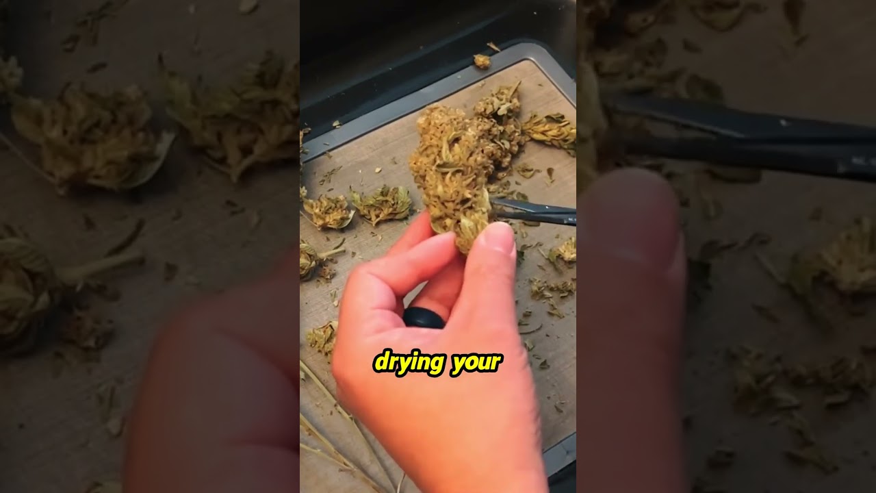Unlock the Secrets to Perfect Cannabis Harvesting!