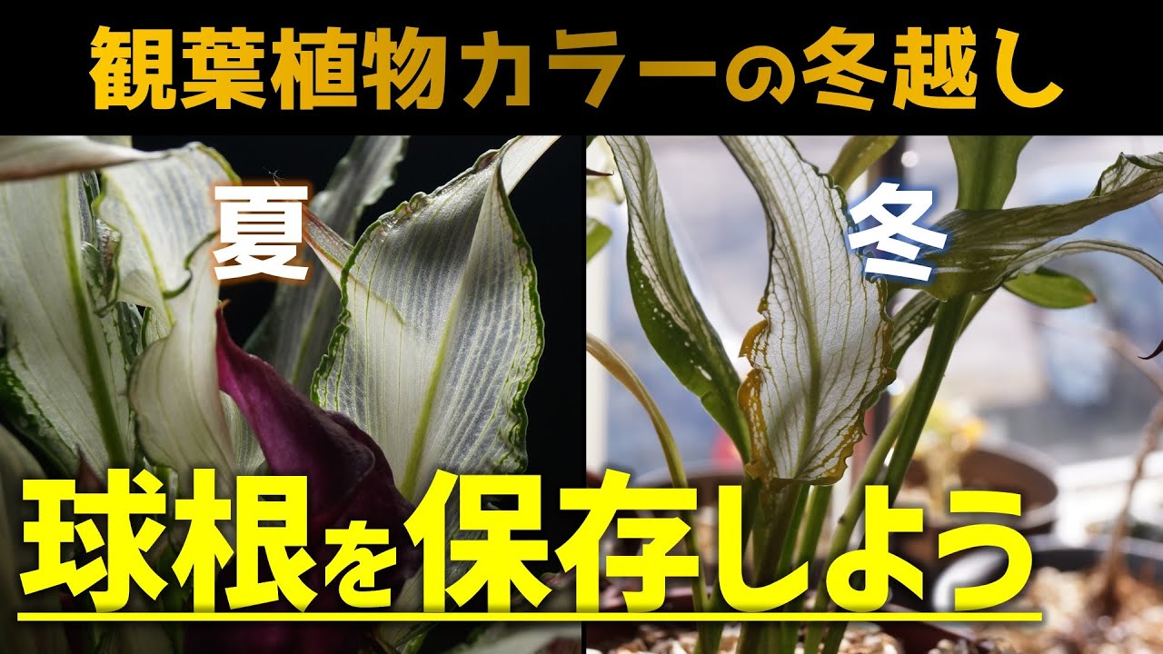 【観葉植物の育て方】カラーの冬越し・球根の管理に挑戦！【フローズンクイーン】【室内園芸】