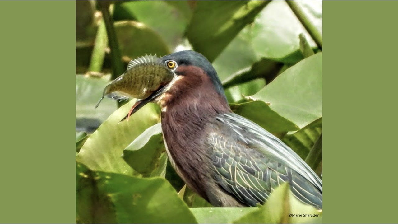 Species Spotlight: Green Heron