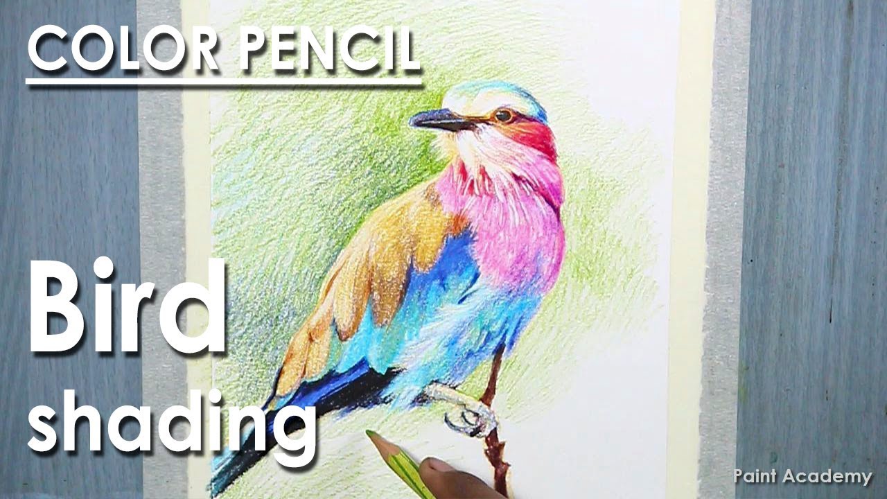 Lilac-breasted roller Bird Drawing : Realistic Color Pencil Shading