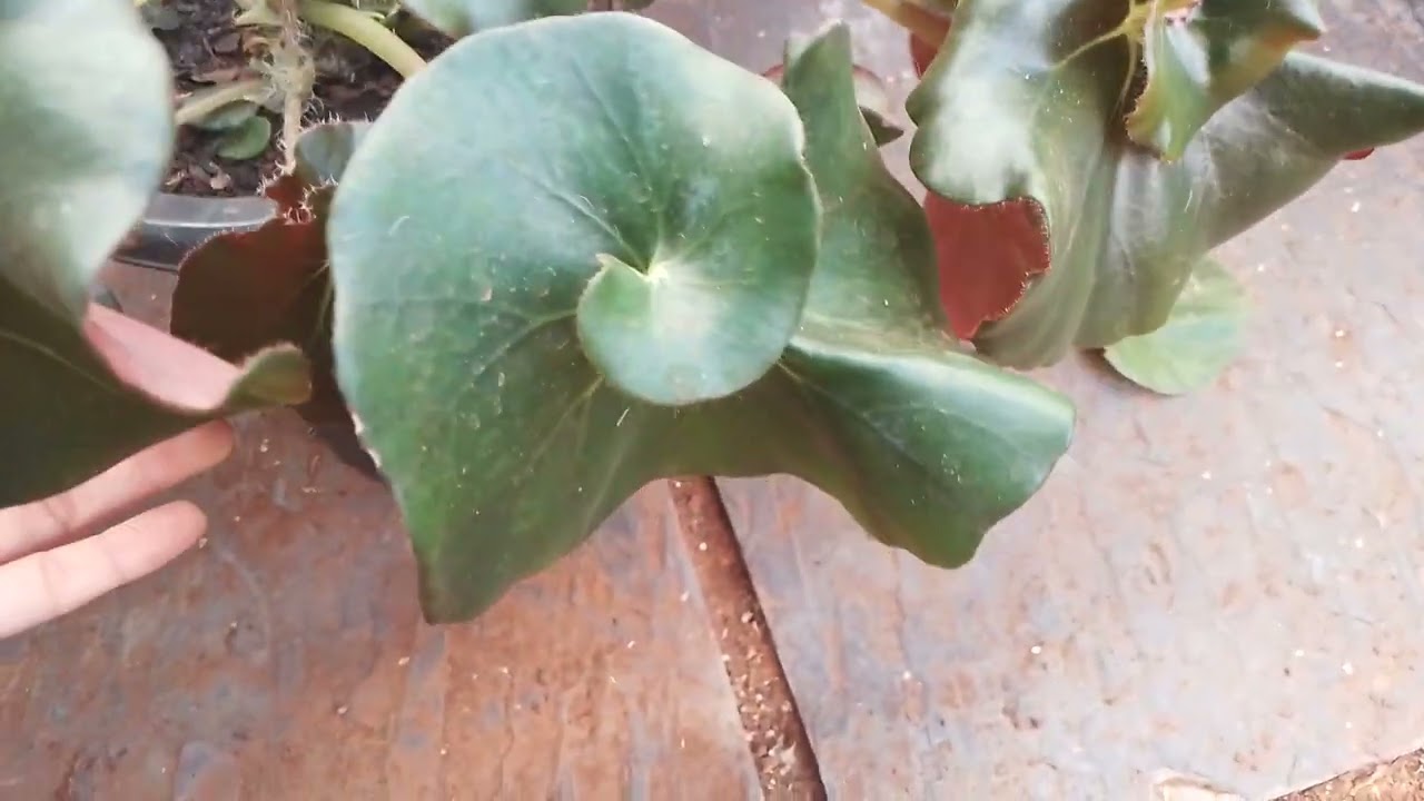 Begonia caracol/escargot (begonias do tempo da vovó/begonias antigas.