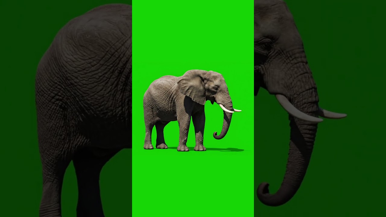 Elephant  Green Screen 🐘 FREE Asset | #Shorts