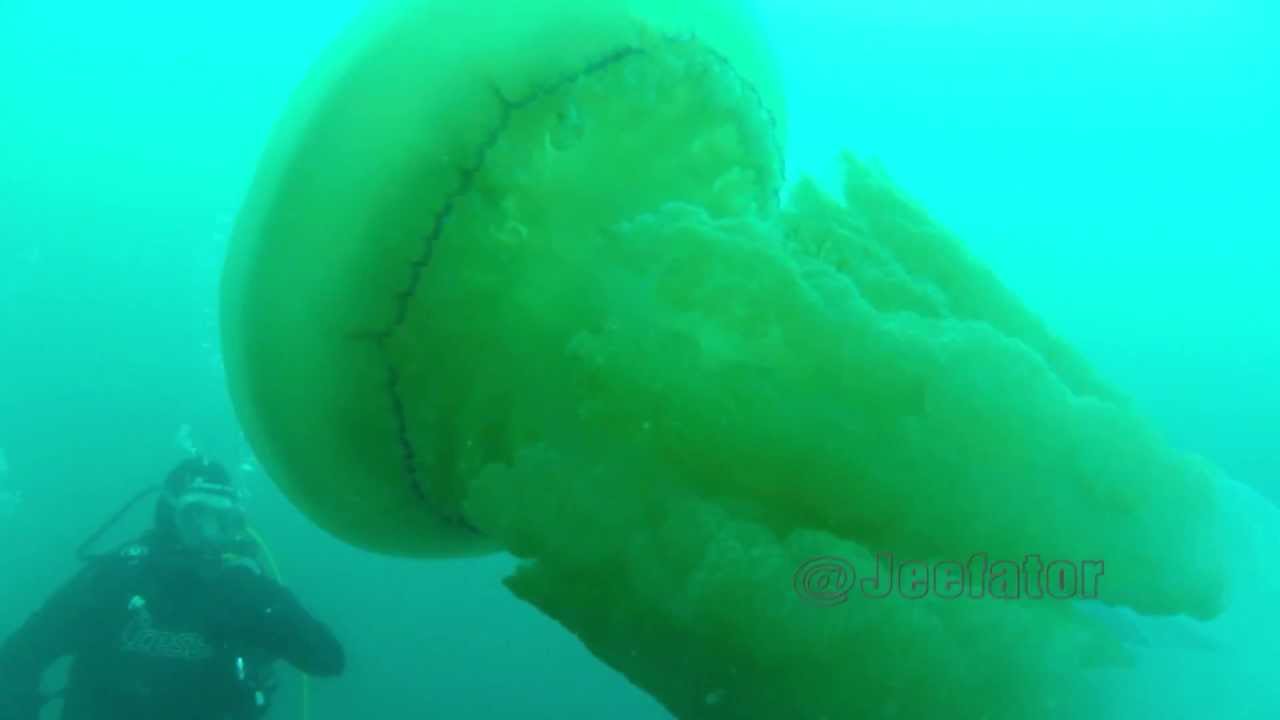 Epave au CANON (HD) île de GROIX