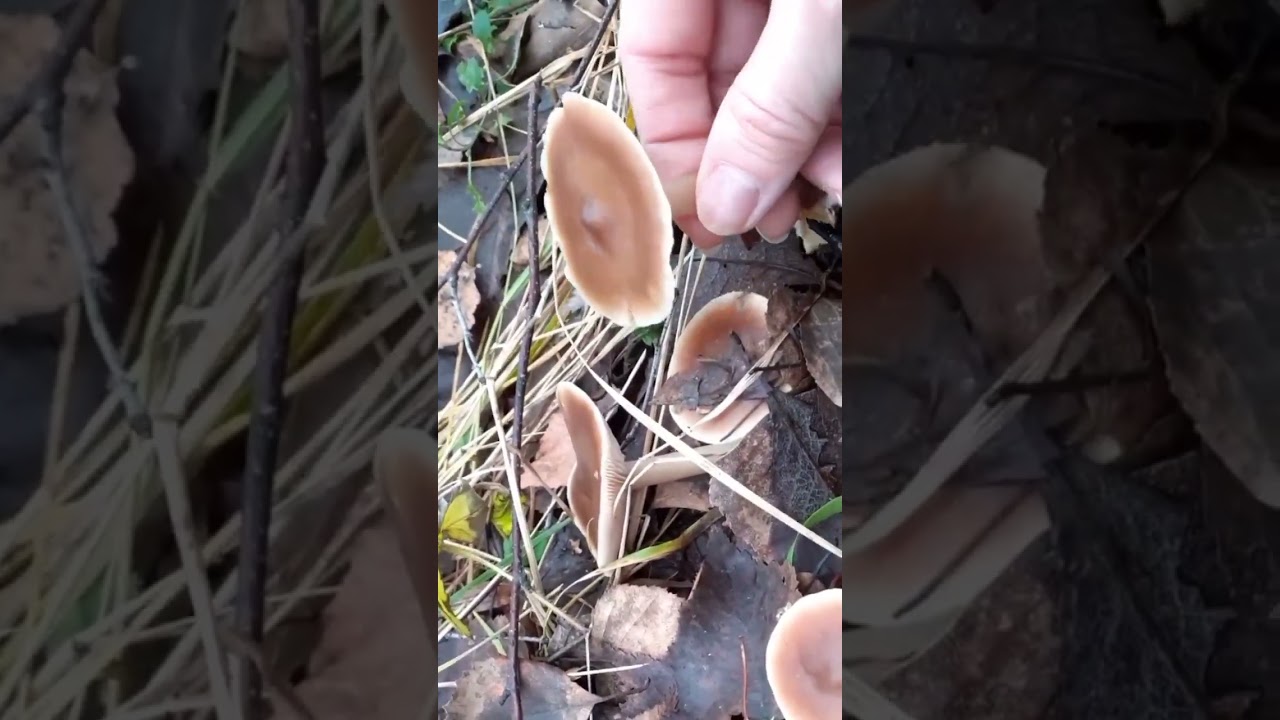🌲Коллибия Масляная.❄Гриб денежка масляная.🍂Съедобный гриб.