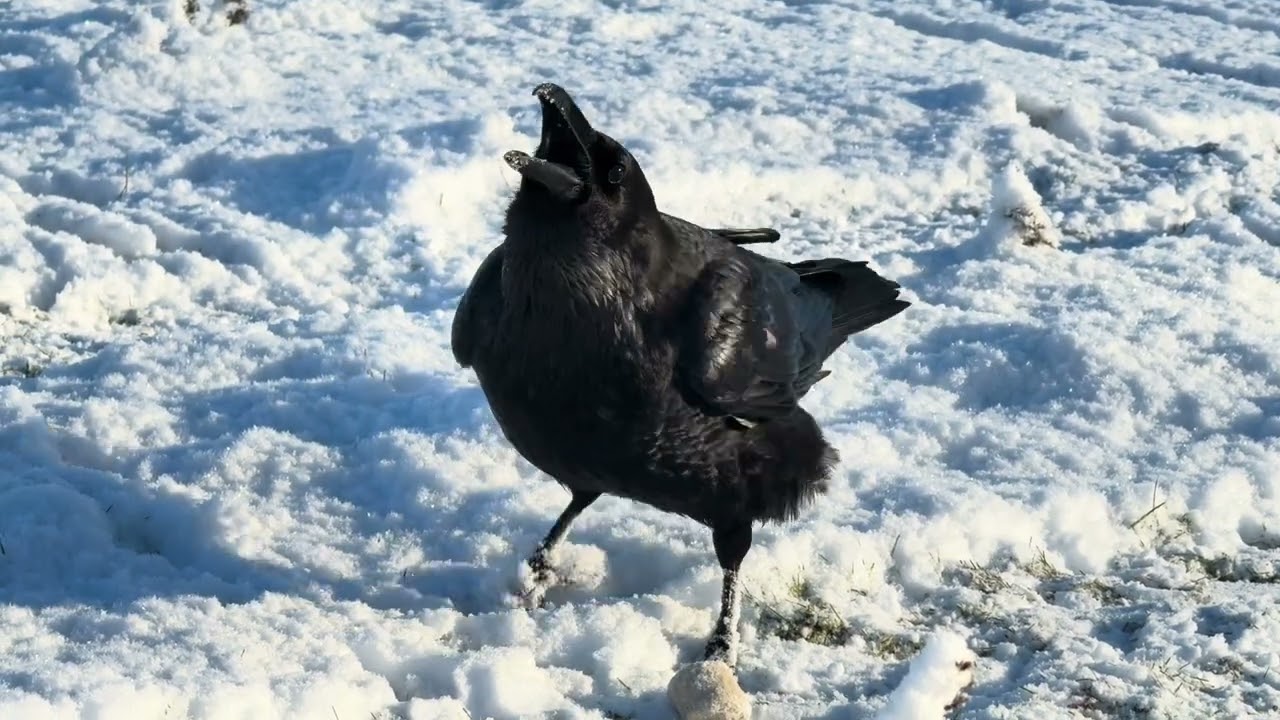 Greedy Raven