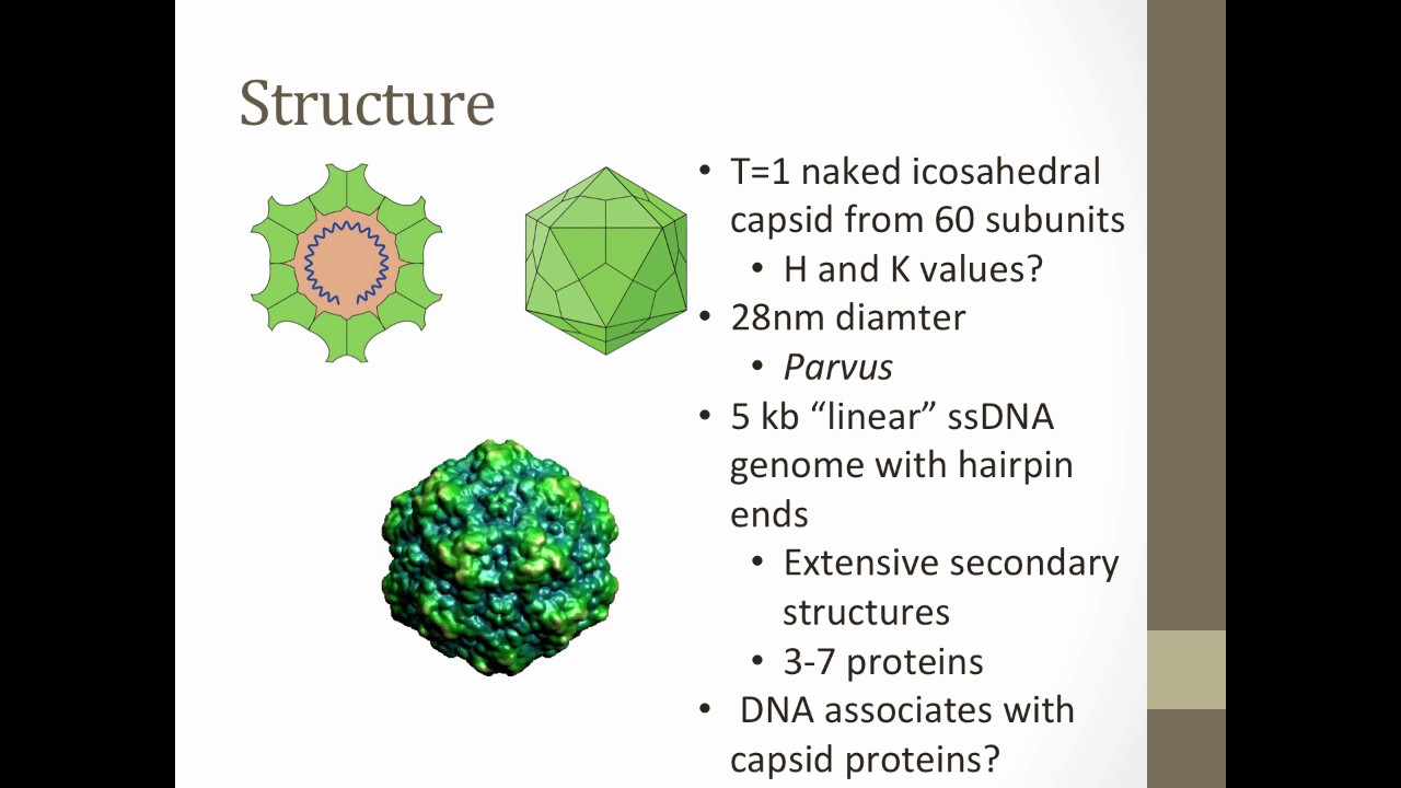VIr_S17_Kasun Lecture 20