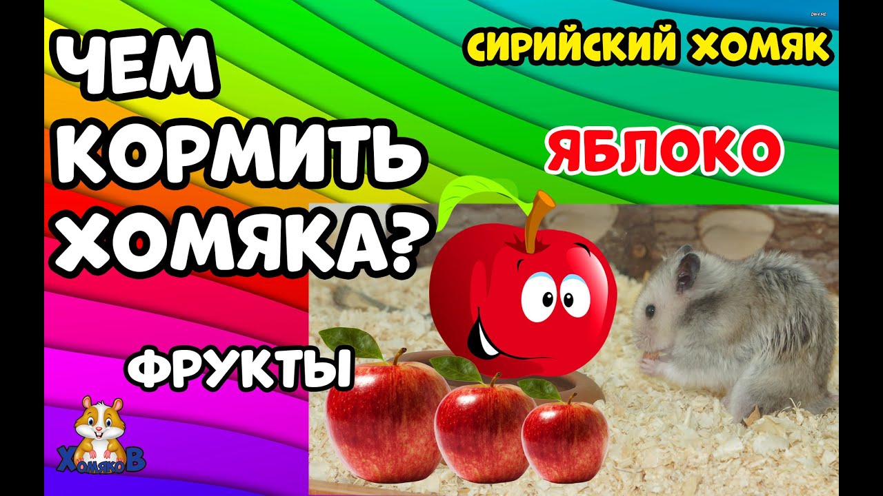 ЧЕМ КОРМИТЬ ХОМЯКА? ФРУКТЫ. ЯБЛОКО.