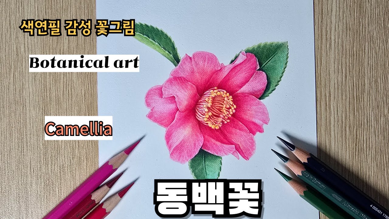초보자를 위한 색연필로 그리는 동백꽃 / 보태니컬 아트 /   Camellia Drawing with Colored Pencils for Beginners
