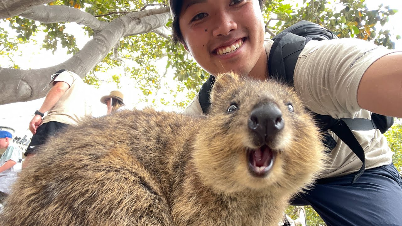 世界一幸せな動物と言われるクオッカに会いに行ってきました！【ANAで行くオーストラリア・パース編🇦🇺】