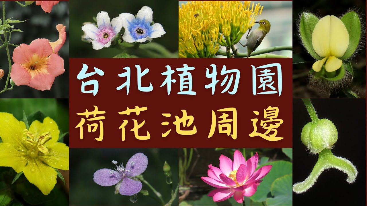 台北植物園荷花池｜清晨粉紅夢幻！隱藏市中心最美荷花秘境！繞一圈可以看到將近一百種花！