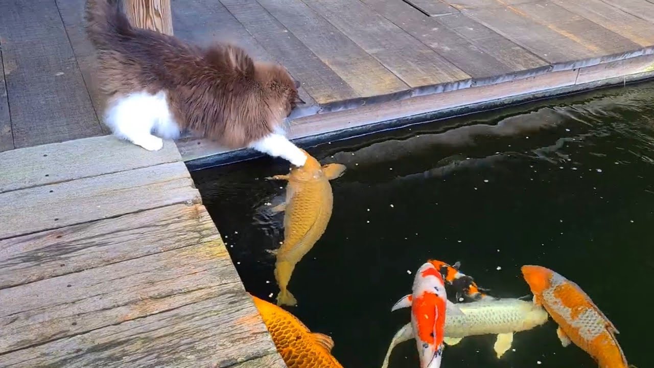 Sweet Interaction Between Cat And Koi Fish