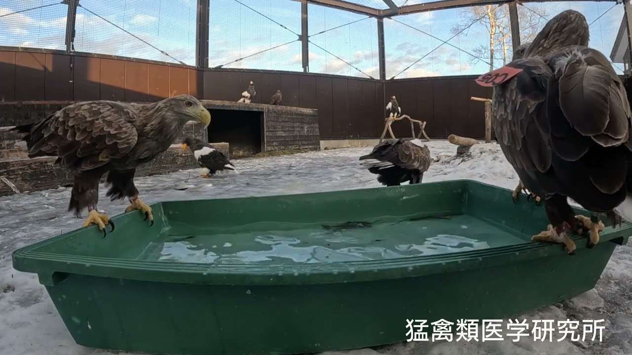 ワシ達に新鮮な魚のお年玉！第２弾