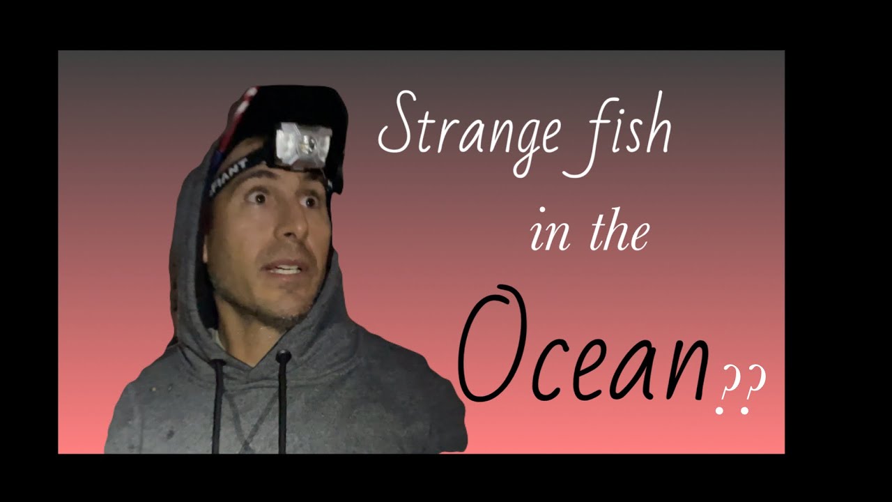 Strange fish in the ocean? How to tie fishing 