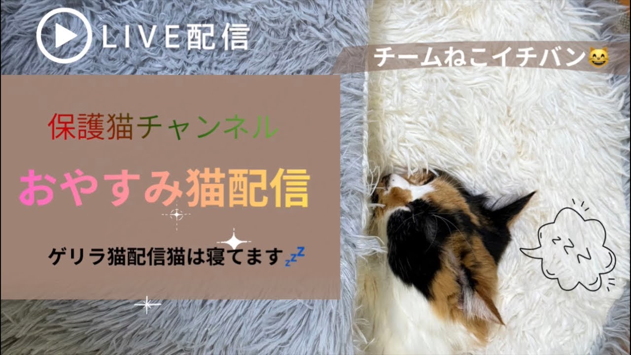 日曜日おやすみ💤気まぐれ猫配信！猫は寝るかなぁ～#猫ライブ配信 