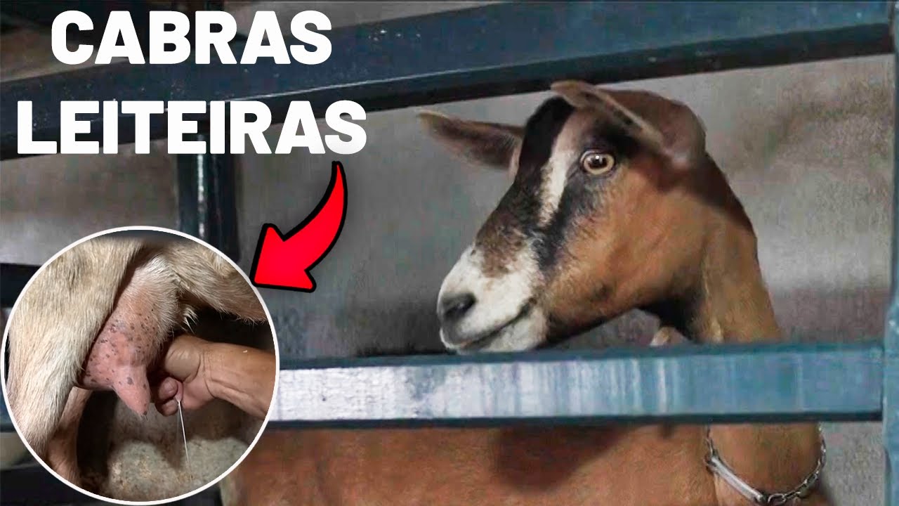 Aprenda como iniciar uma criação de cabras para produção de leite