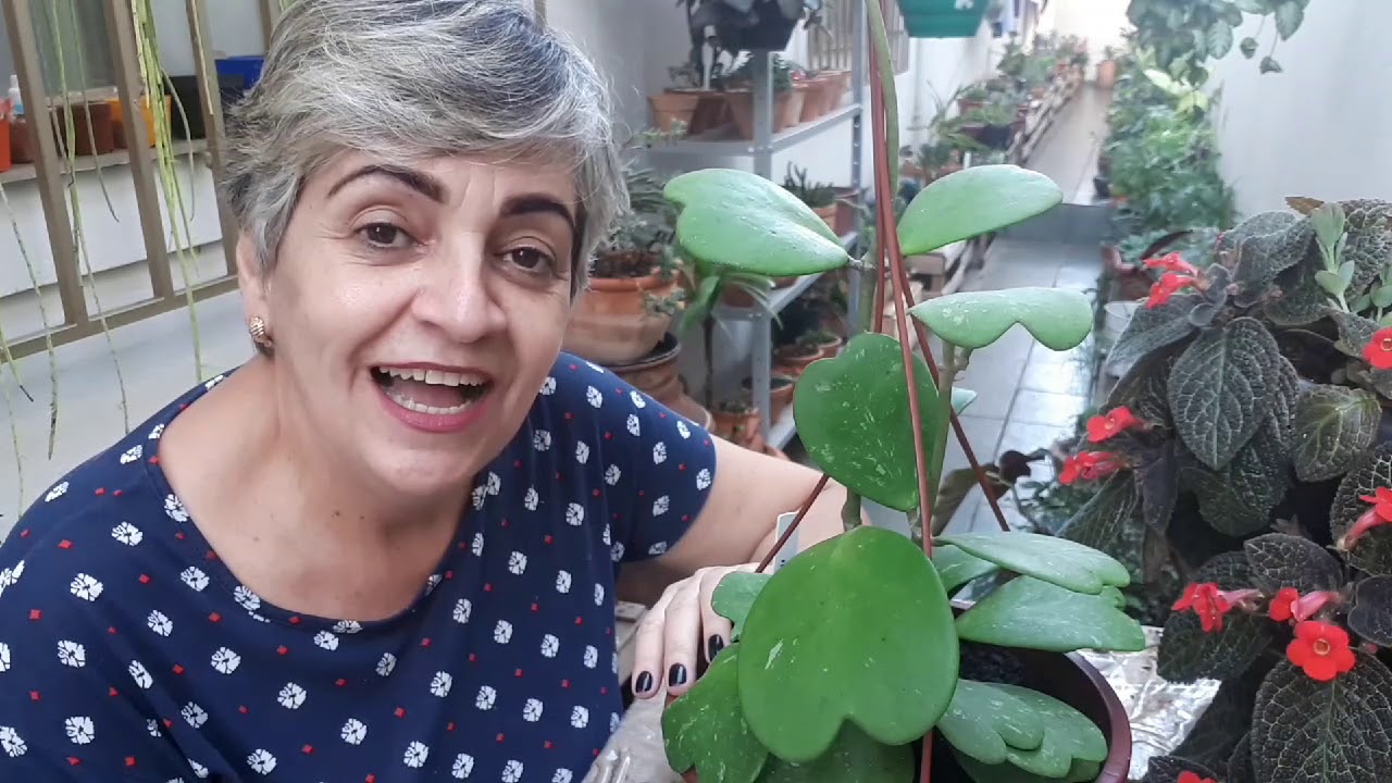 Planta coração,cacto coração-HOYA KERRII