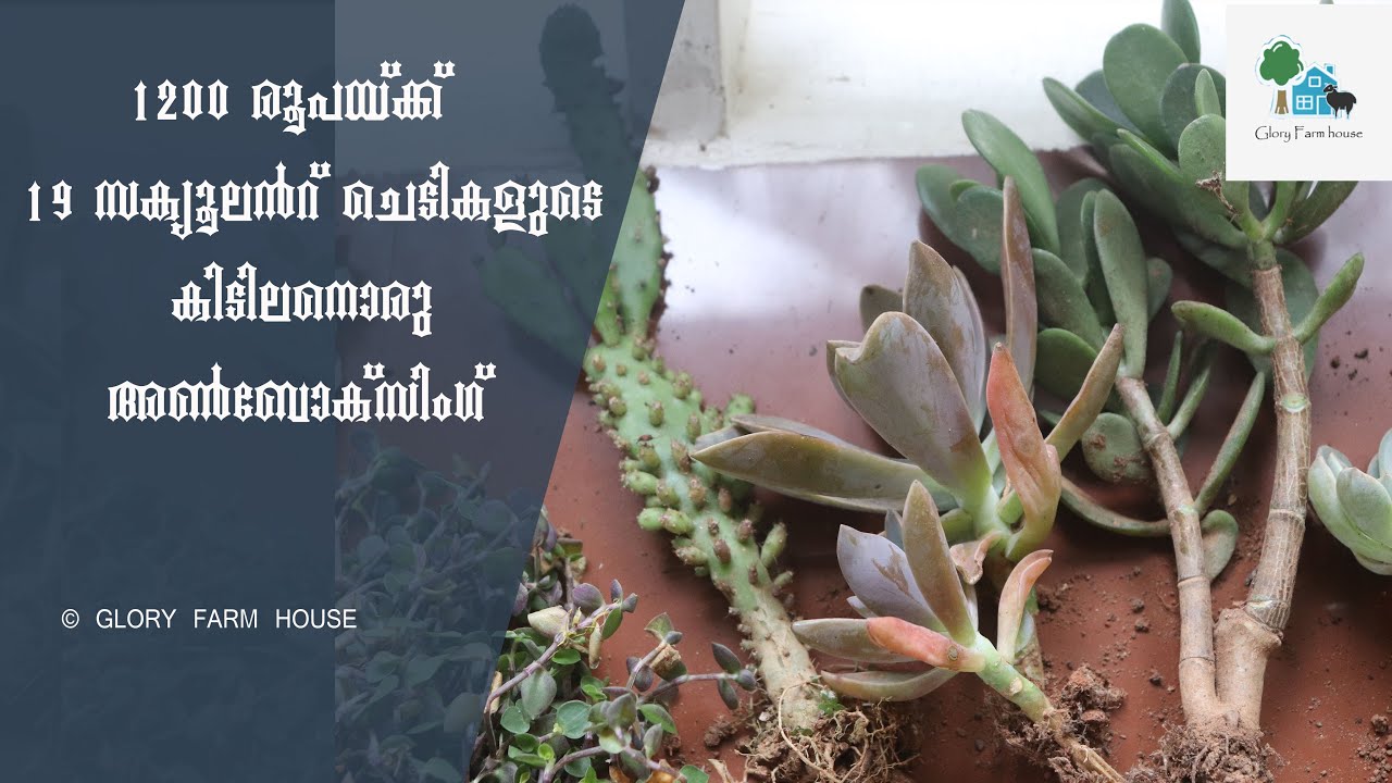 19 സക്ക്യൂലൻറ് ചെടികള്‍ വെറും 1200 രൂപയ്ക്ക് | Succulent Plants Unboxing Malayalam |Glory Farm House