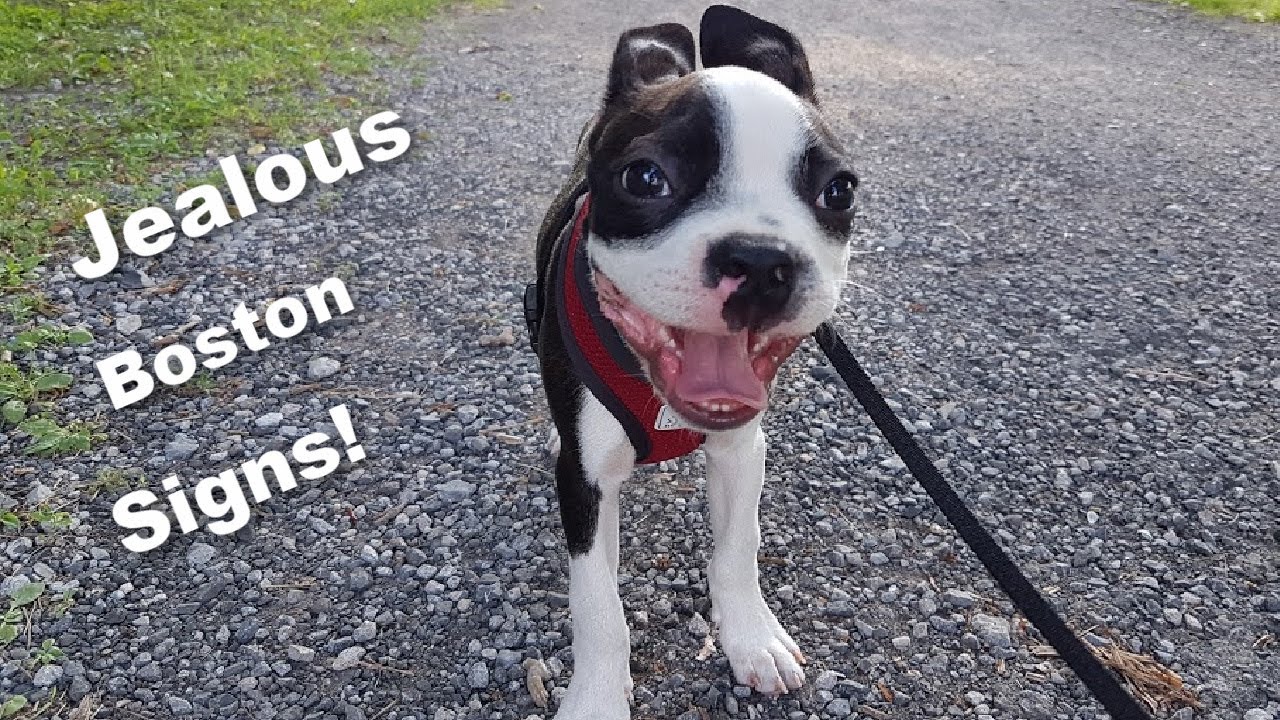 7 Signs Your Boston Terrier Is Jealous! (Owners Speak Out)
