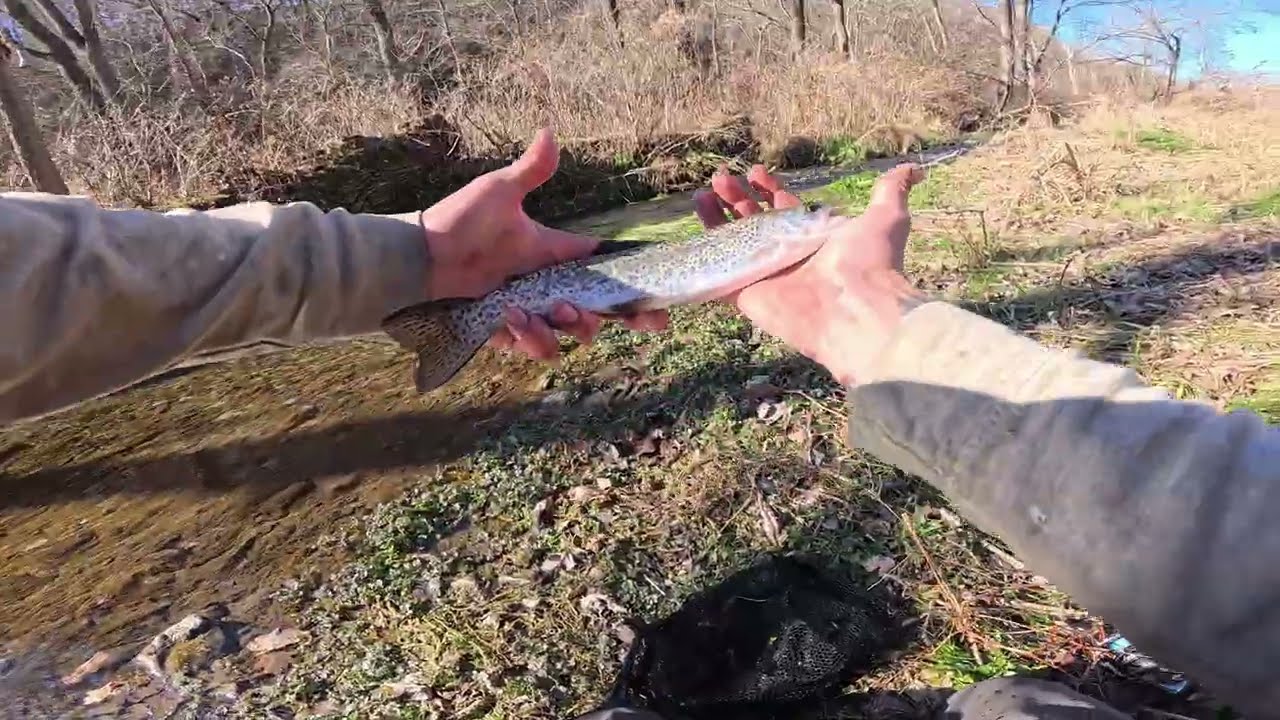 WANTED Brown Trout Driftless Iowa Part 2