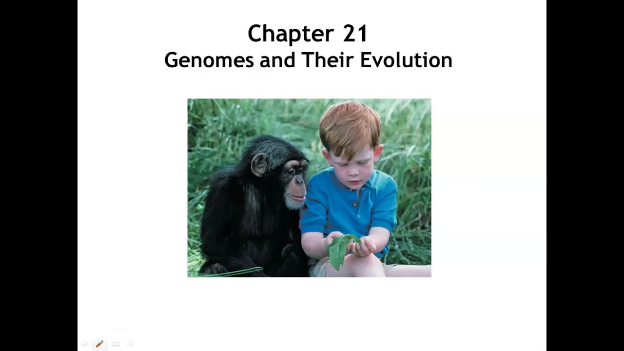 Chapter 21 Genomes & Their Evolution