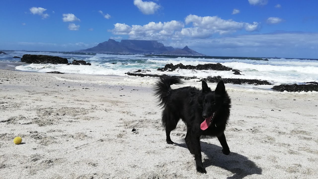 Belgian Shepherd Groenendael ~ Raven's first year ~ May 2019-Feb 2020
