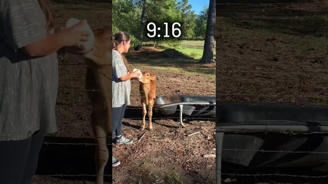 30-Minute Homestead Morning Chore Routine #homesteadingskills #homesteadhacks #tipsandtricks