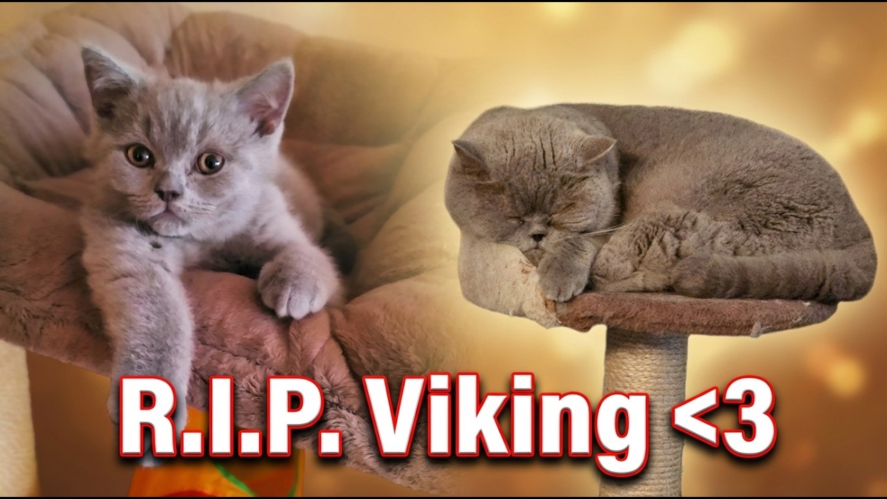 Farewell My Viking