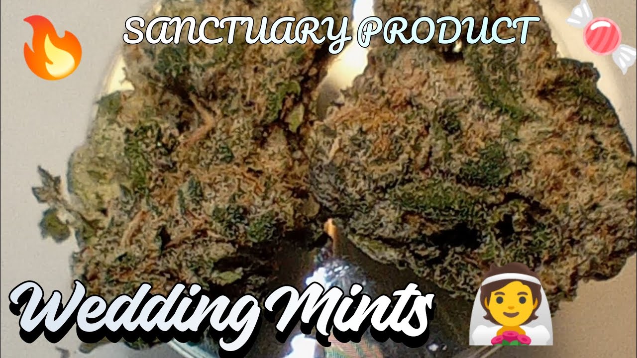 #58 Wedding Mints 👰🔥🤤(Official Product Review) Sanctuary Dispensary Product