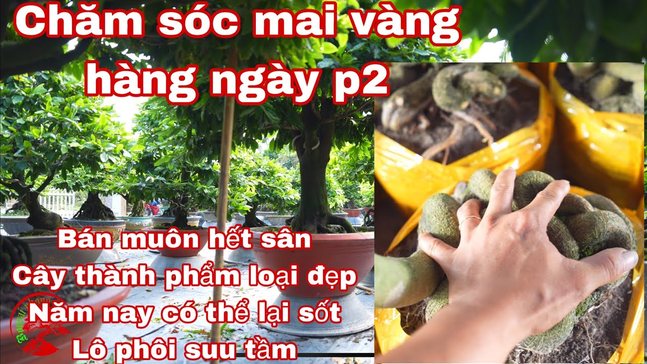 chăm sóc mai vàng hàng ngày p2 , bán quá đắc hàng , vô phôi đẹp quá